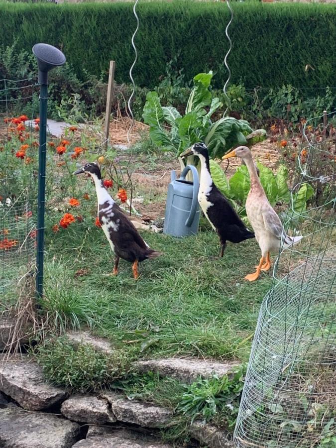 La Basse Monniere Bed & Breakfast Sevremont Bagian luar foto